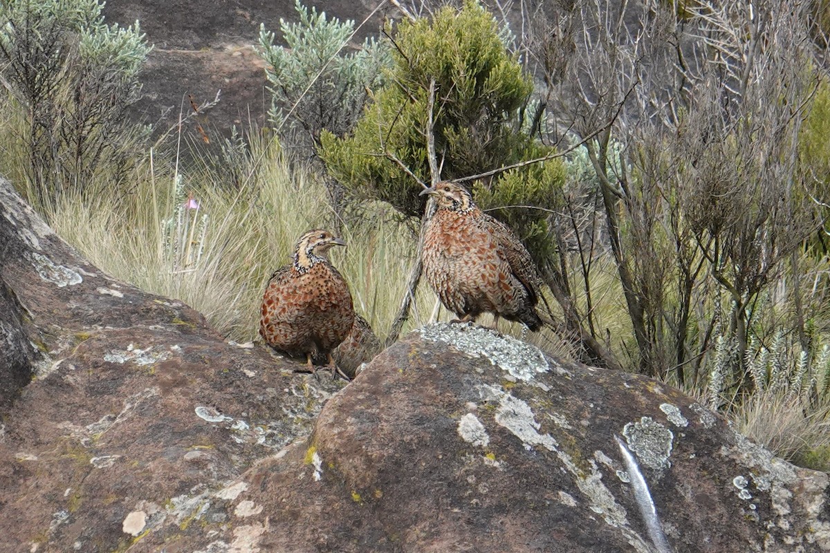 Elgon Francolin - ML635103310