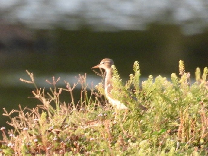 Drosseluferläufer - ML635103323
