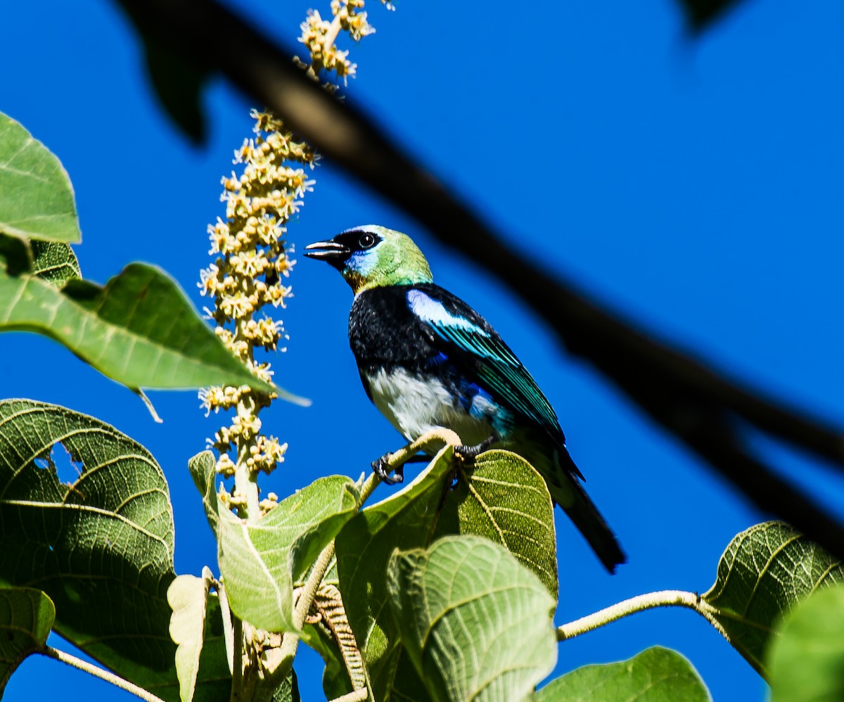 Golden-hooded Tanager - ML635103454