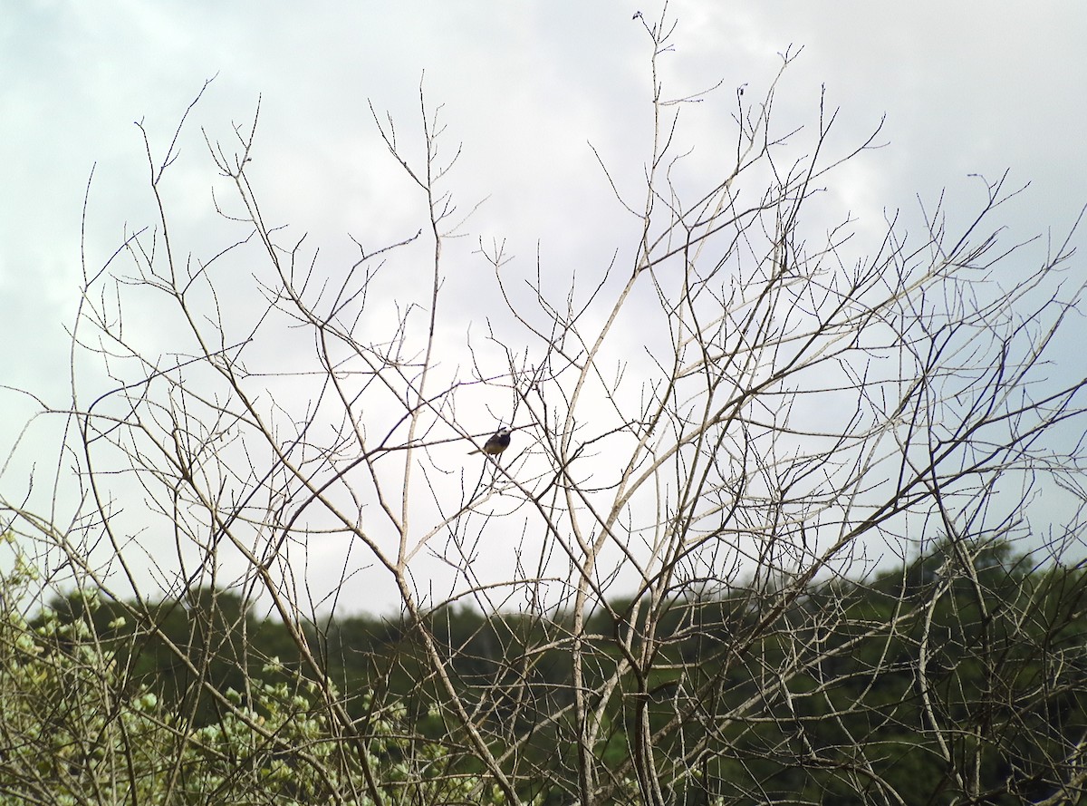 Хөх цэгцгий - ML635103524