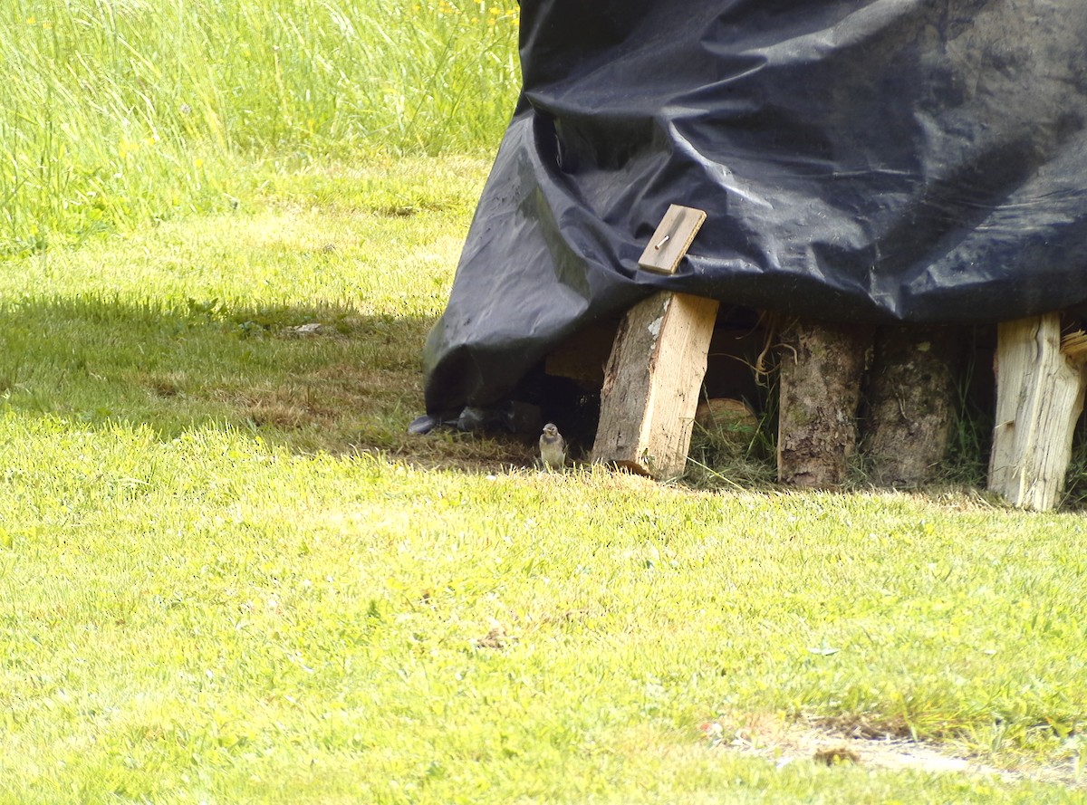 Хөх цэгцгий - ML635103525