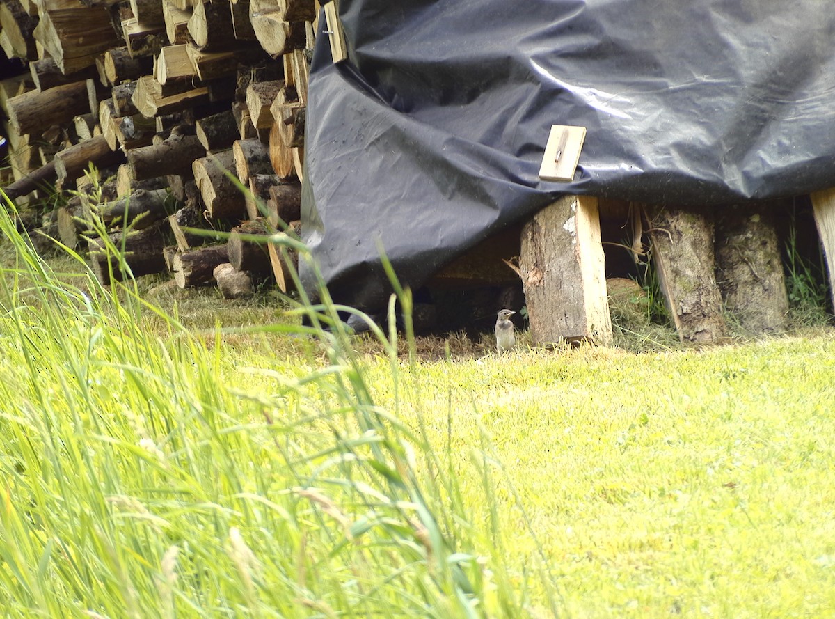 Хөх цэгцгий - ML635103526