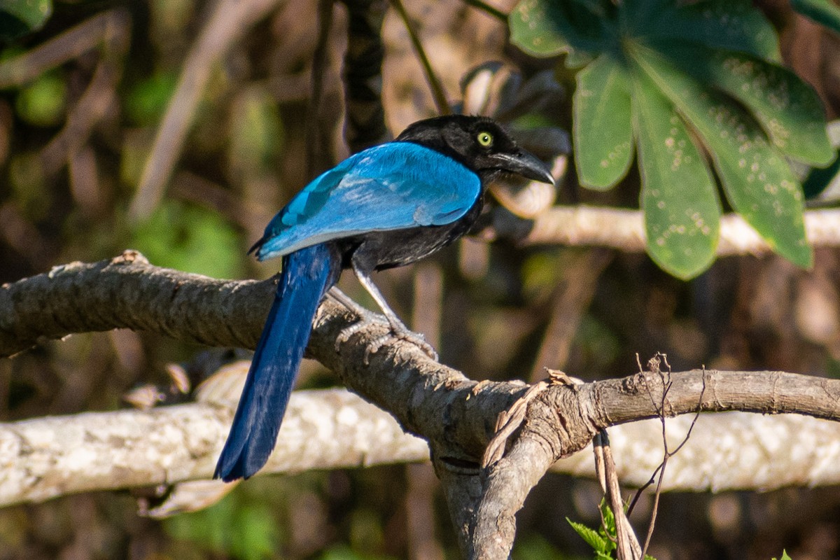 San Blas Jay - ML635103660