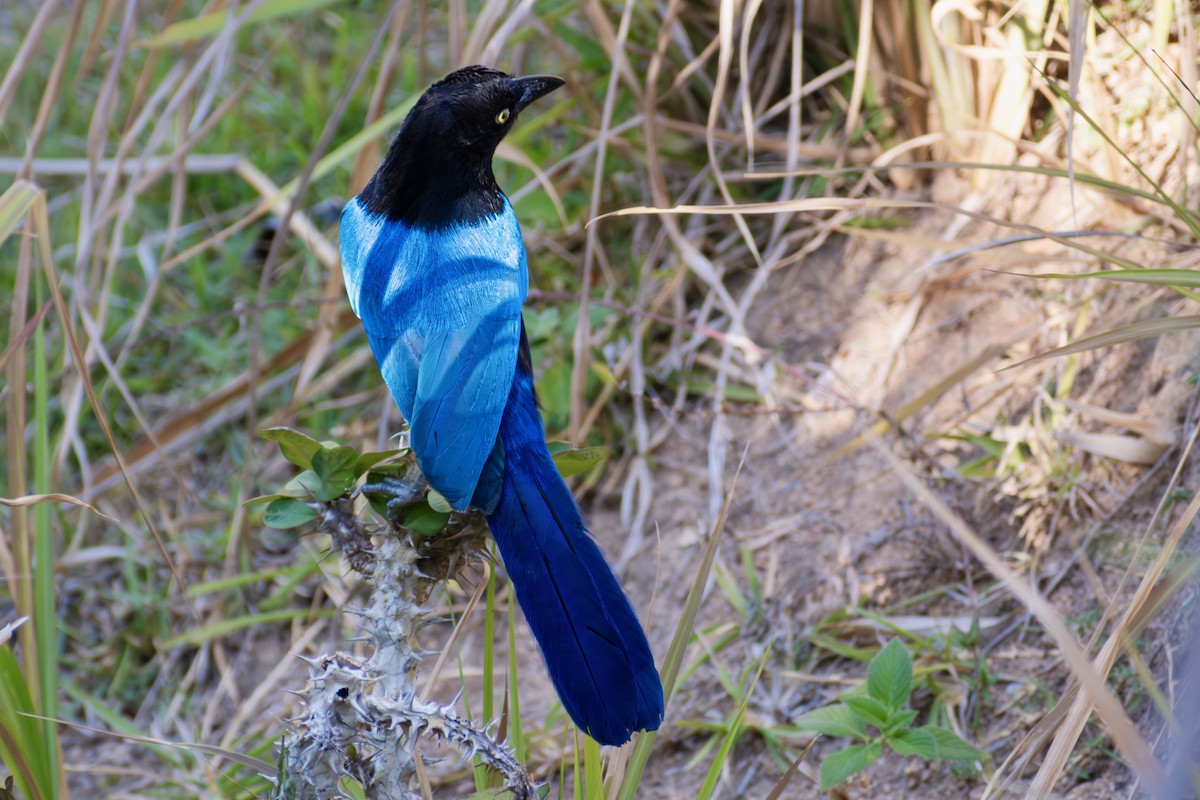San Blas Jay - ML635103661