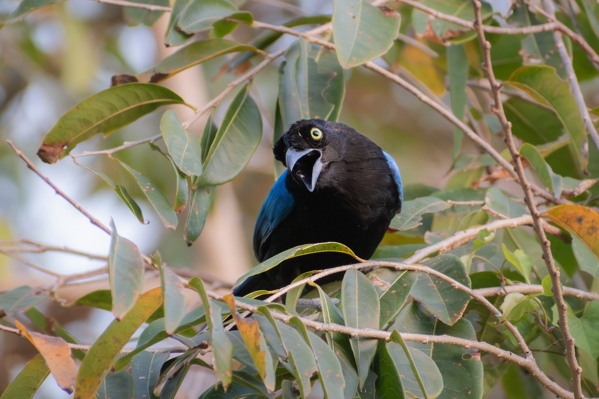 San Blas Jay - ML635103662