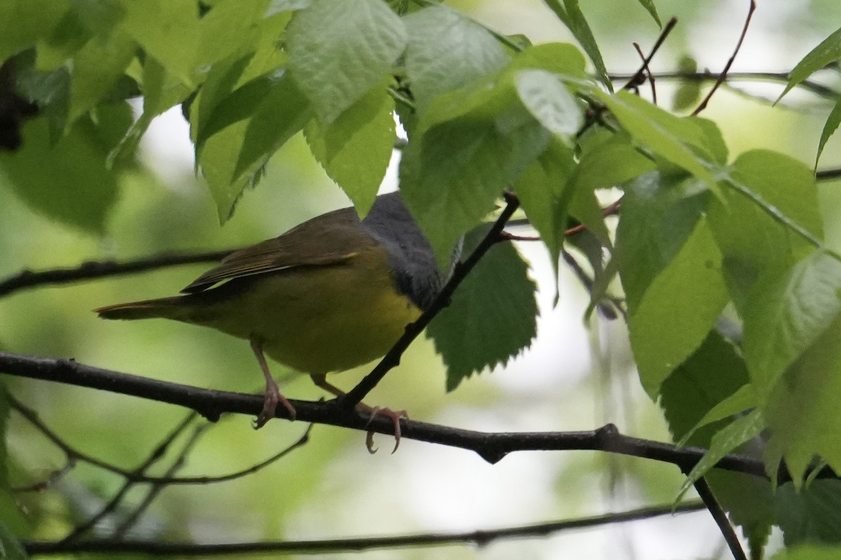 Mourning Warbler - ML635103667