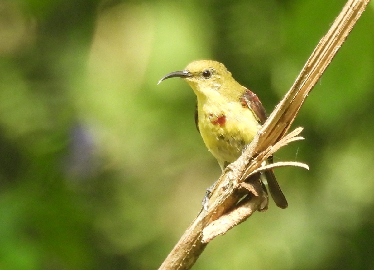 Crimson-backed Sunbird - ML635103689