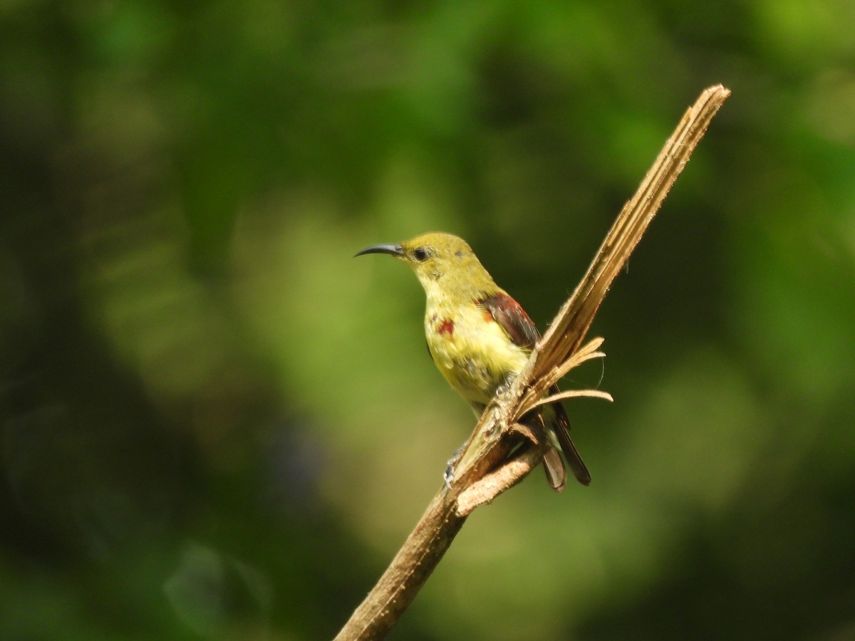 Crimson-backed Sunbird - ML635103690