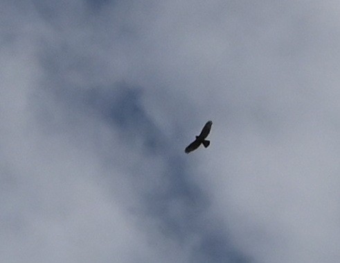 Buteo sp. - ML635103726