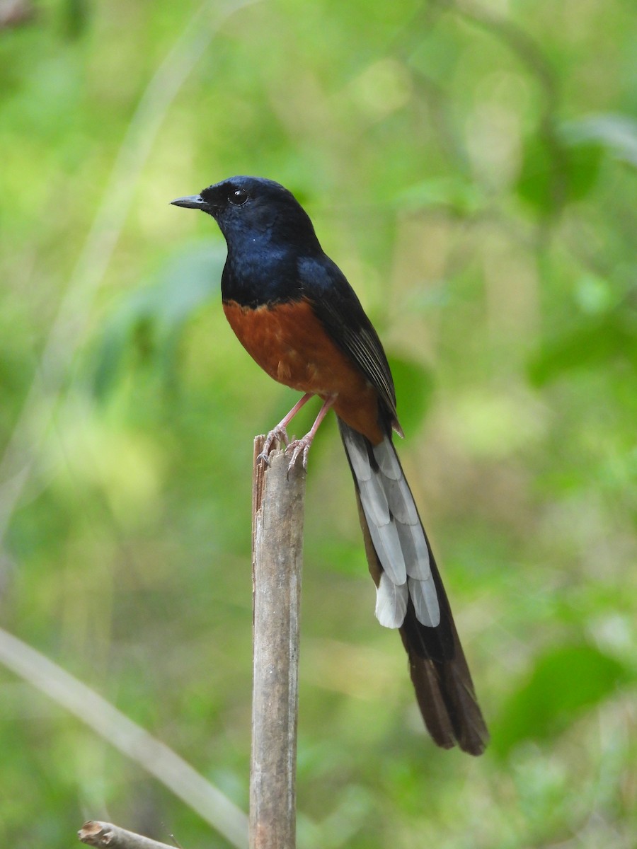 White-rumped Shama - ML635103885