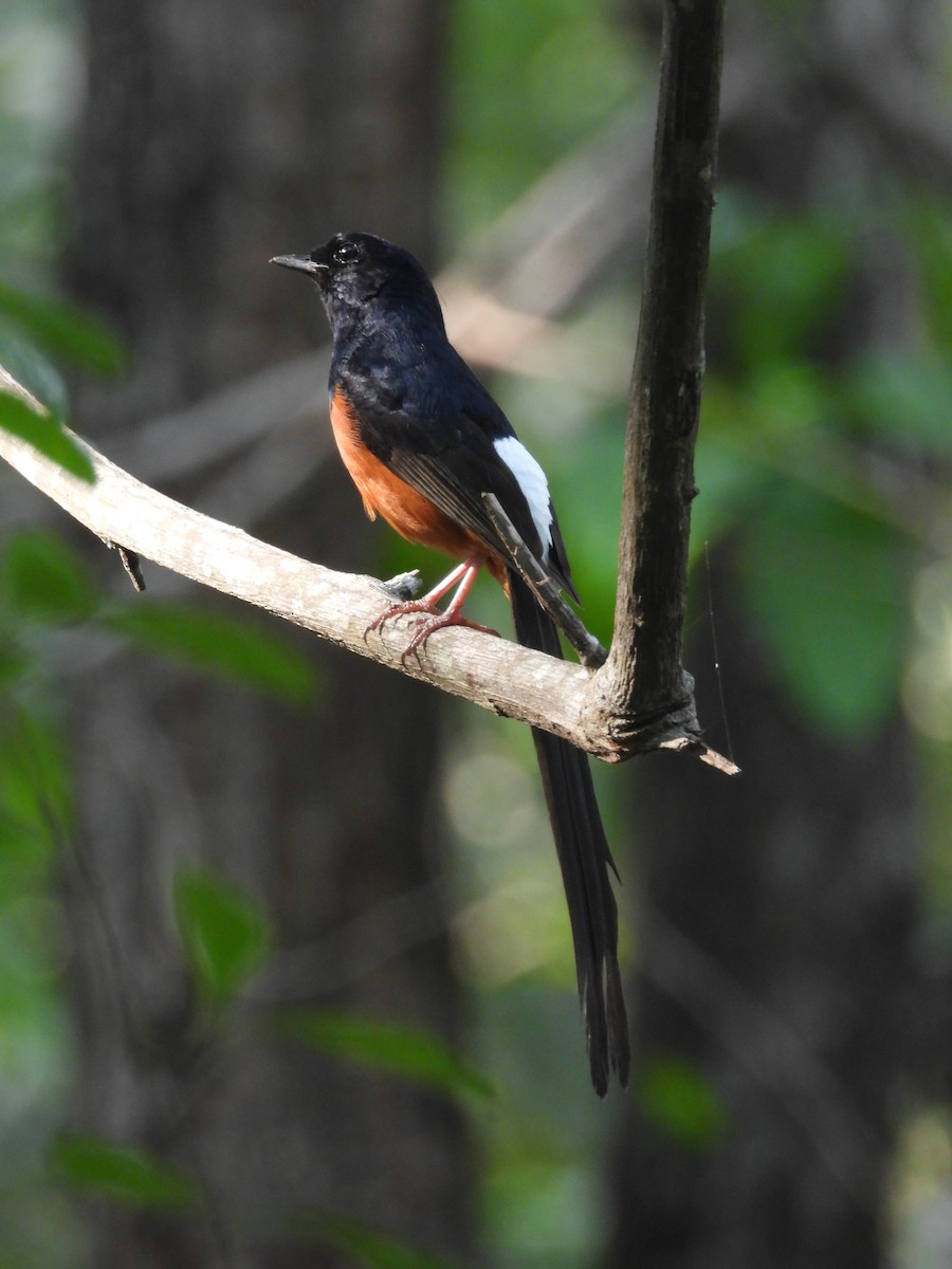 White-rumped Shama - ML635103886