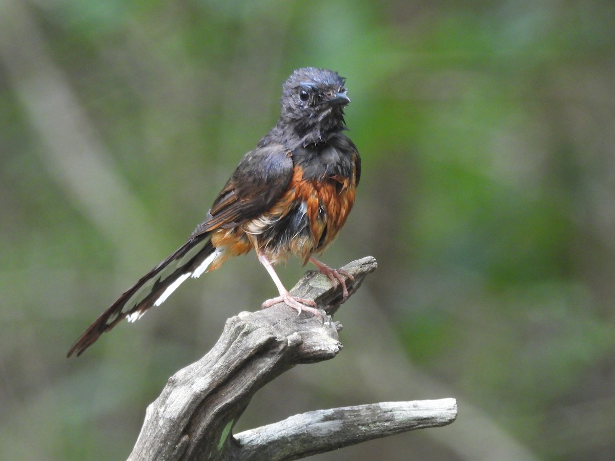 White-rumped Shama - ML635103887