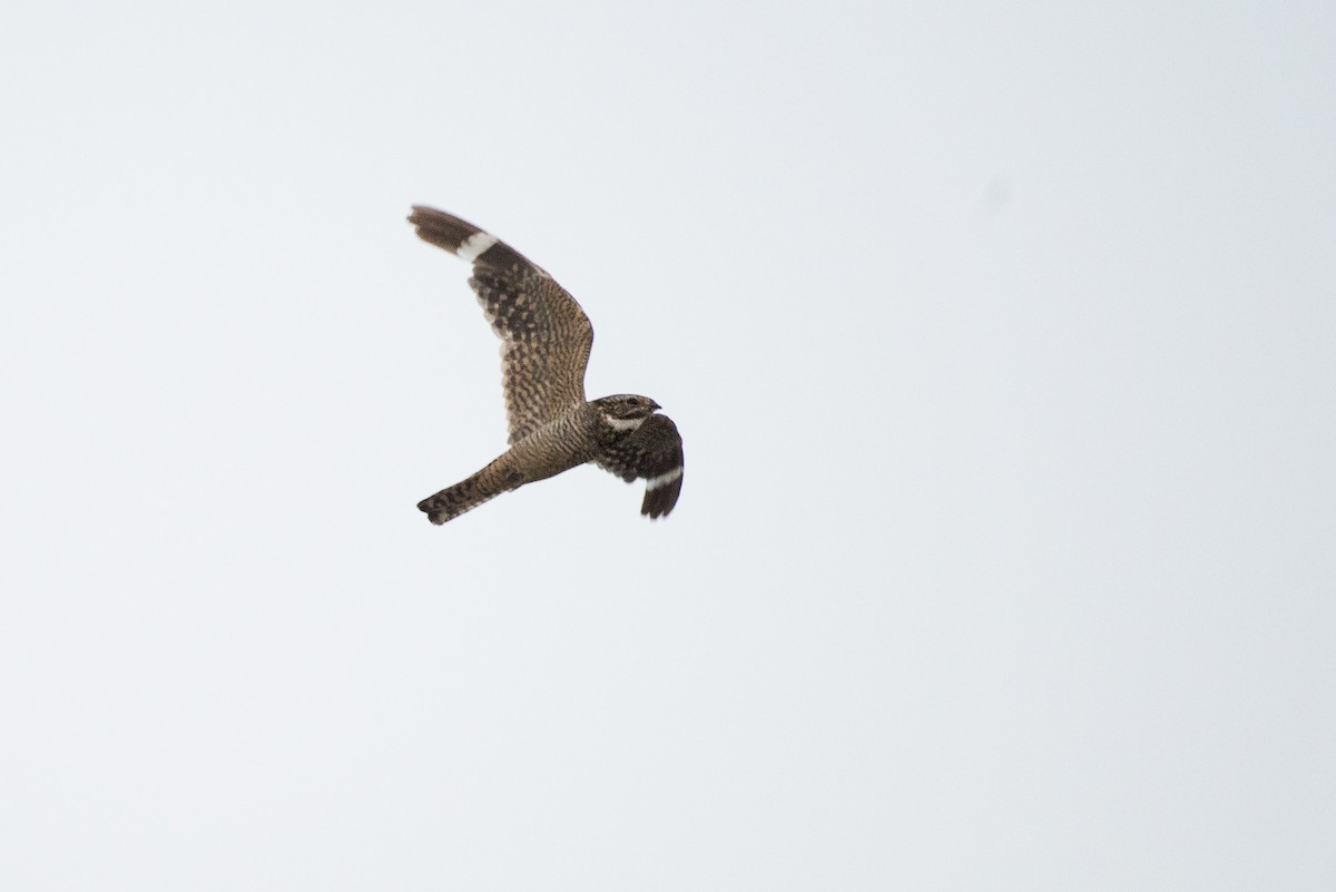 Lesser Nighthawk - Adam Jackson