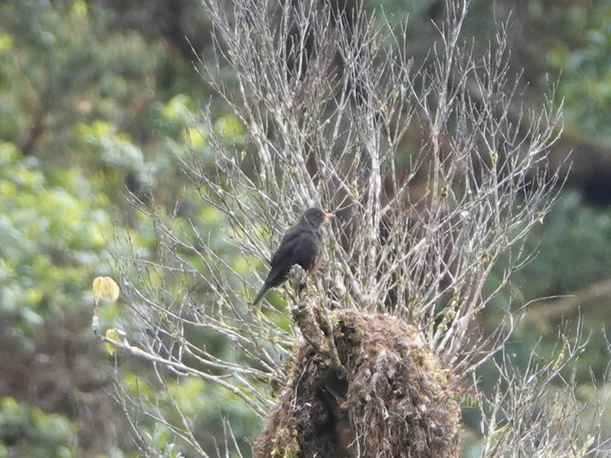 Papuan Island-Thrush (Papuan) - ML635103915