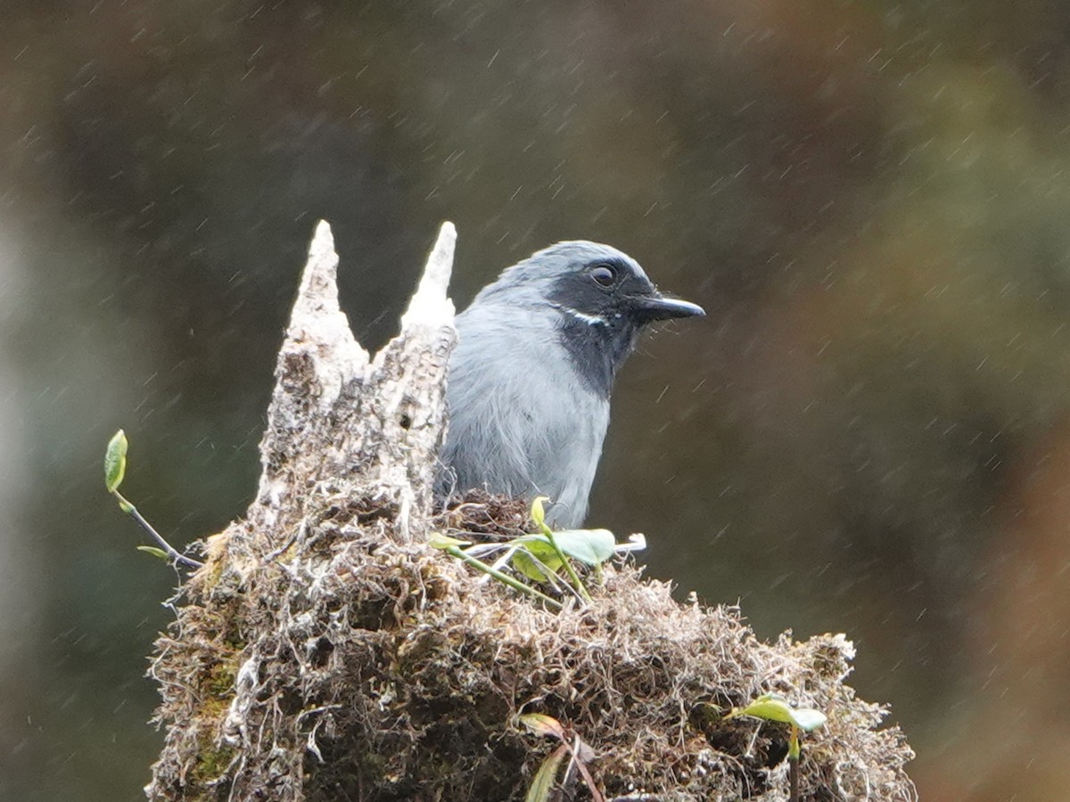 Black-throated Robin - ML635103925