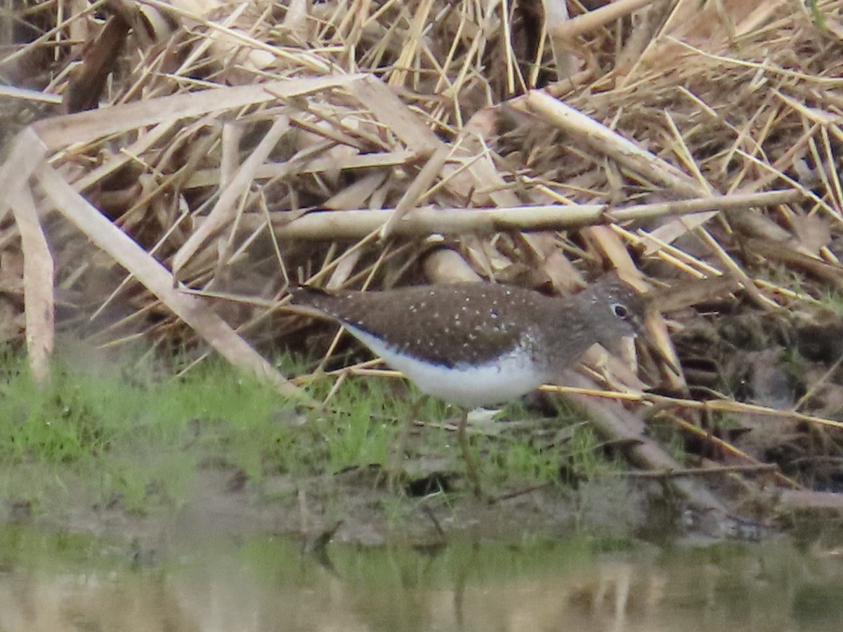 Solitary Sandpiper - ML635104100