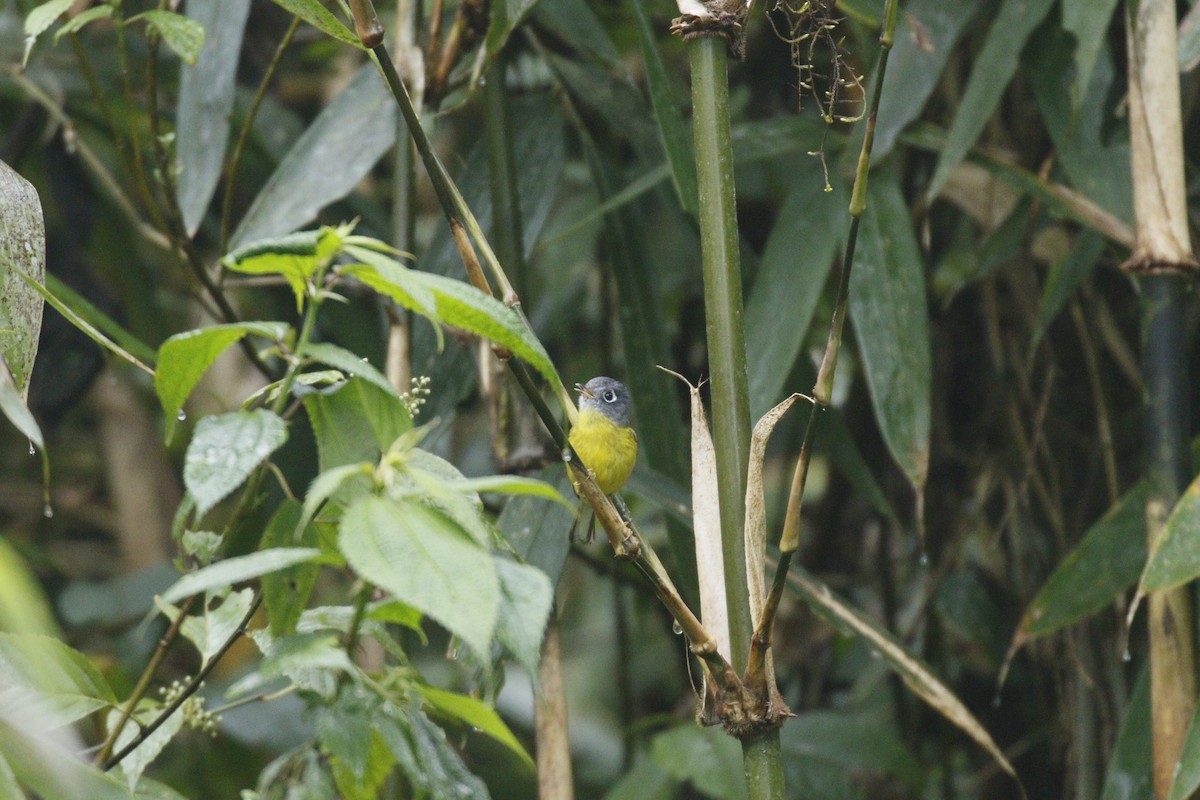Gray-hooded Warbler - ML635104110