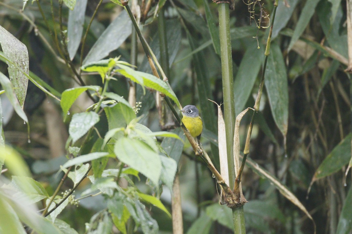 Gray-hooded Warbler - ML635104111