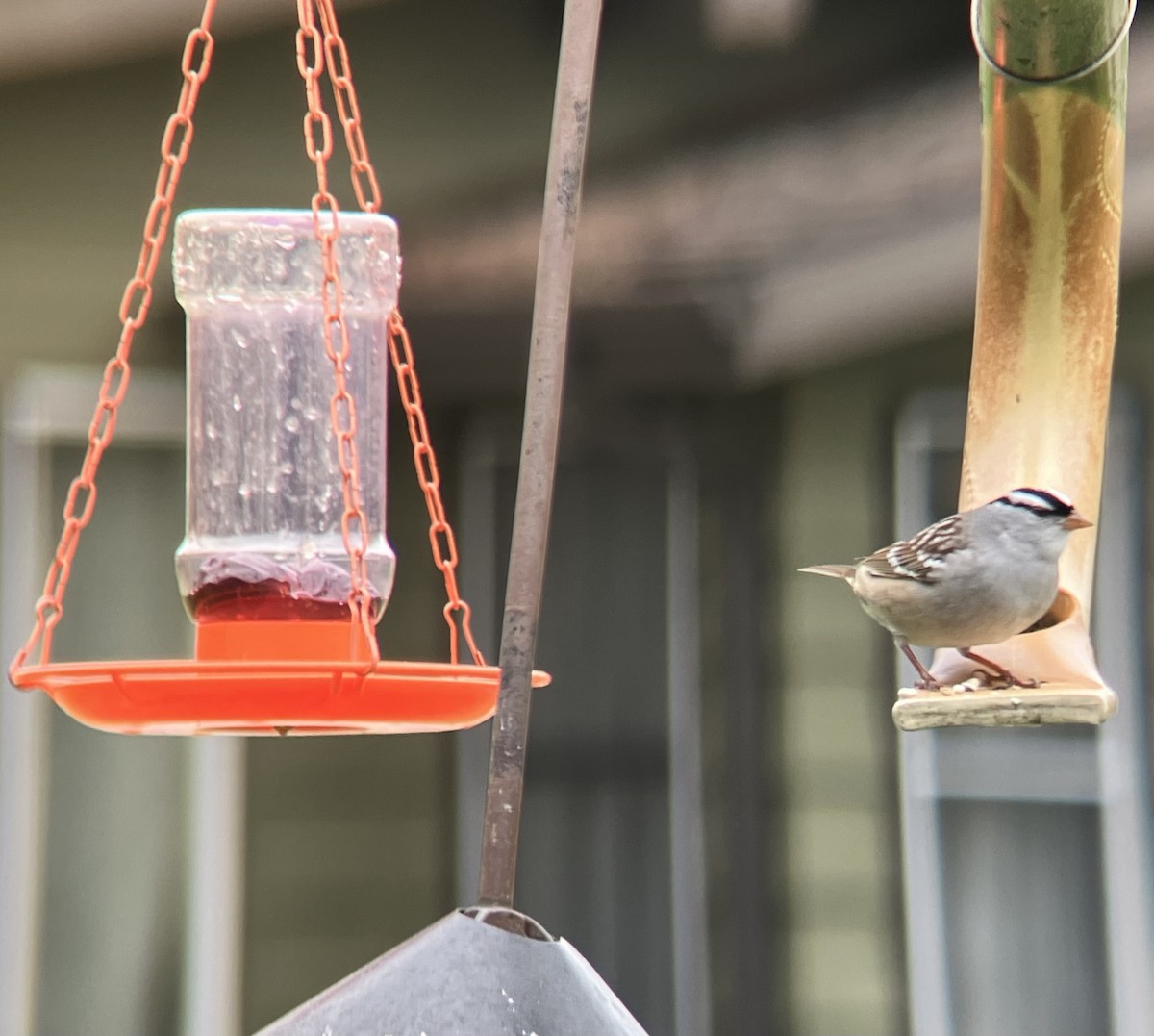 White-crowned Sparrow - ML635104143