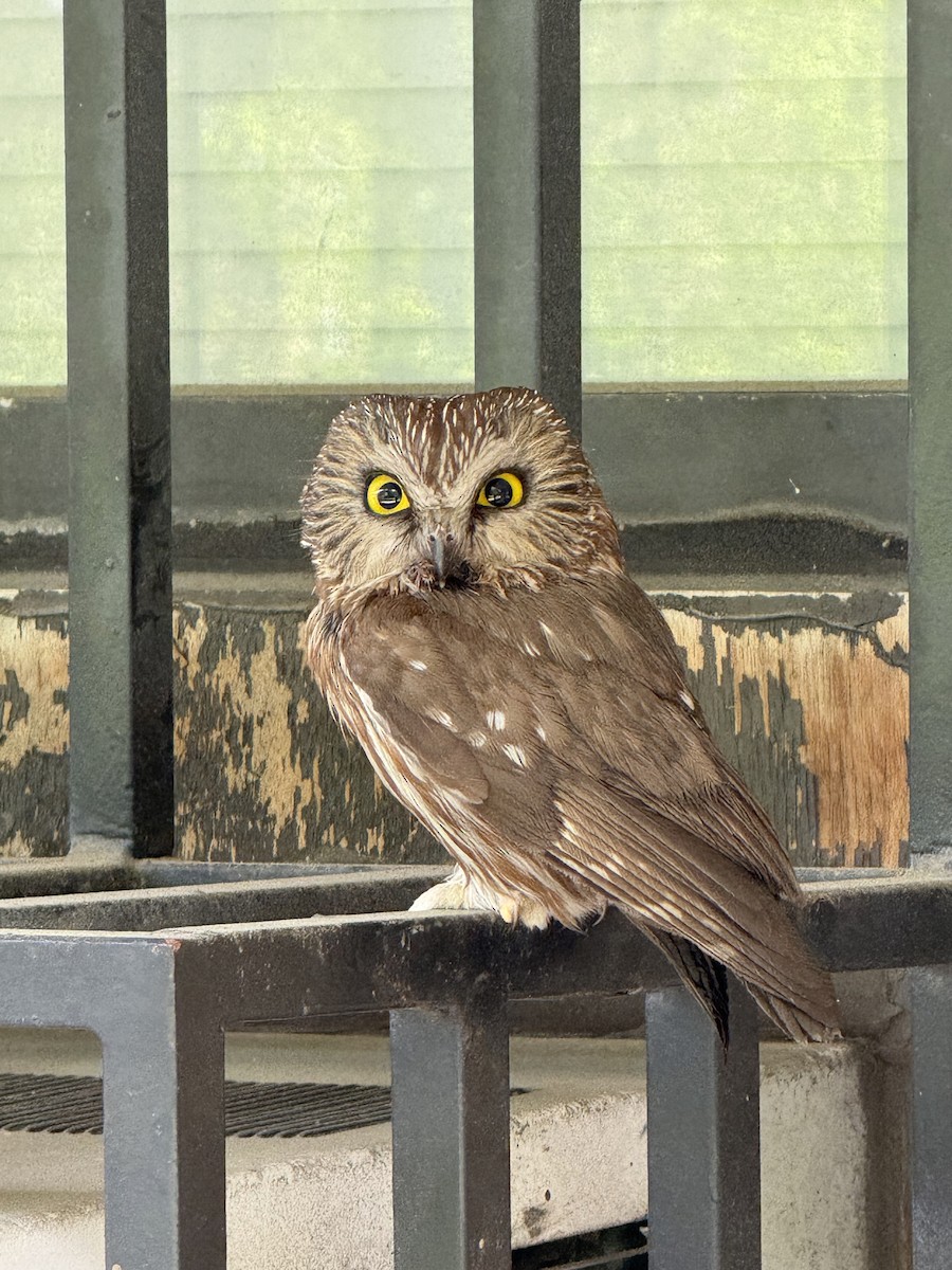 Northern Saw-whet Owl - ML635104195