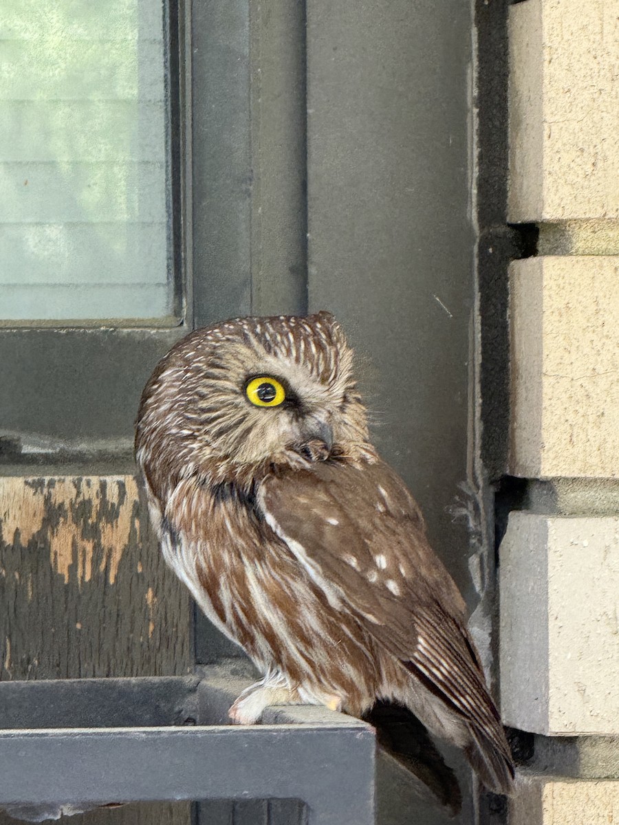 Northern Saw-whet Owl - ML635104196