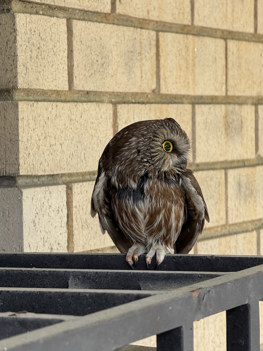 Northern Saw-whet Owl - ML635104197