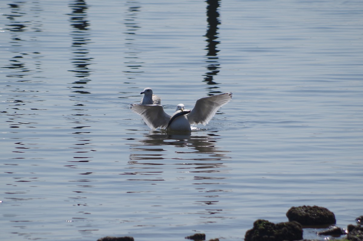 American Herring Gull - ML635104218