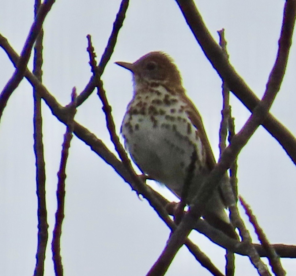 Wood Thrush - ML635104219