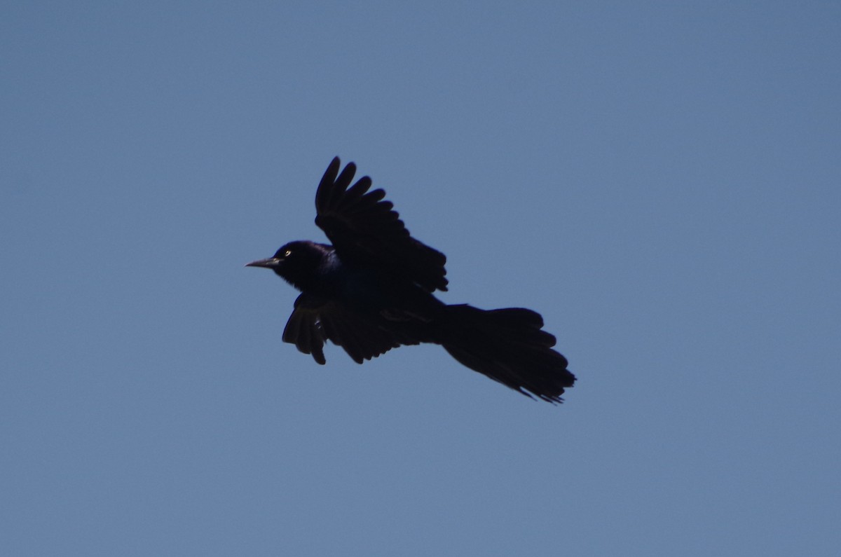 Boat-tailed Grackle - ML635104226