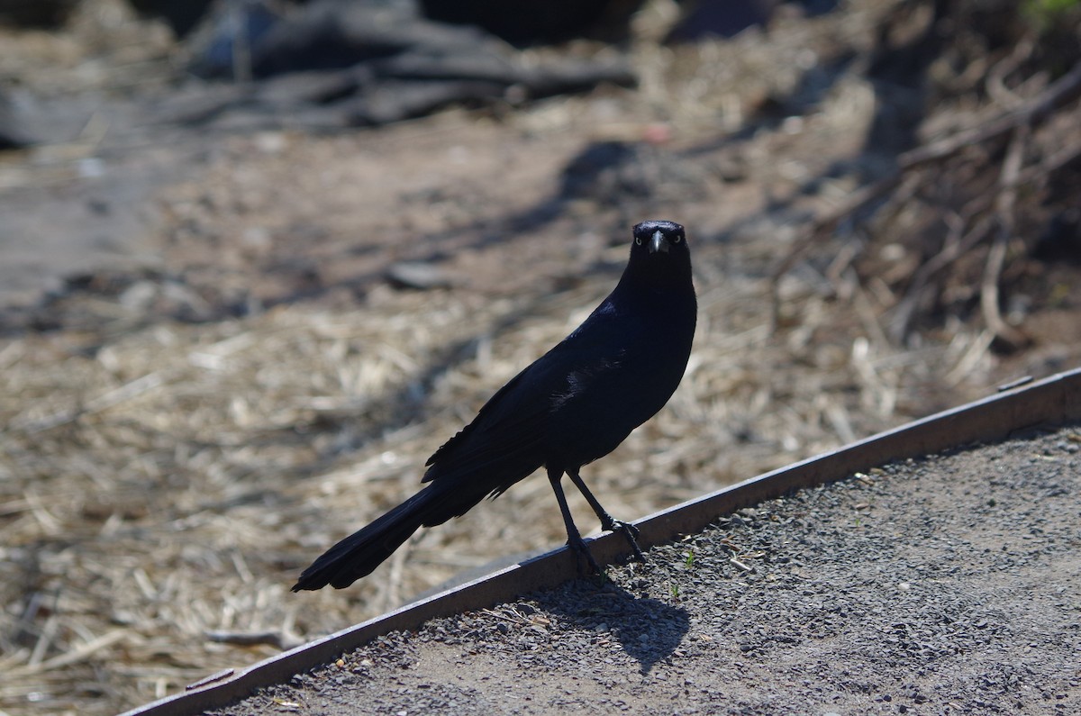 Boat-tailed Grackle - ML635104227