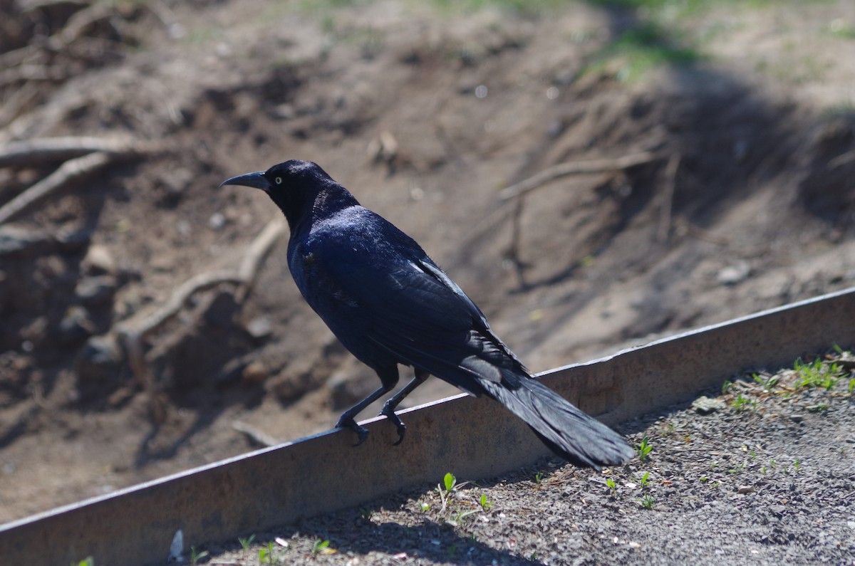 Boat-tailed Grackle - ML635104228