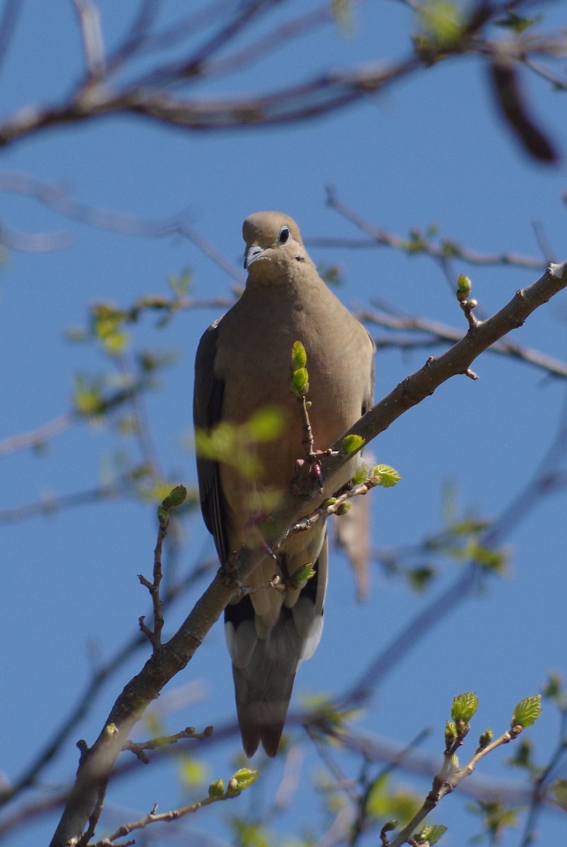 Mourning Dove - ML635104231