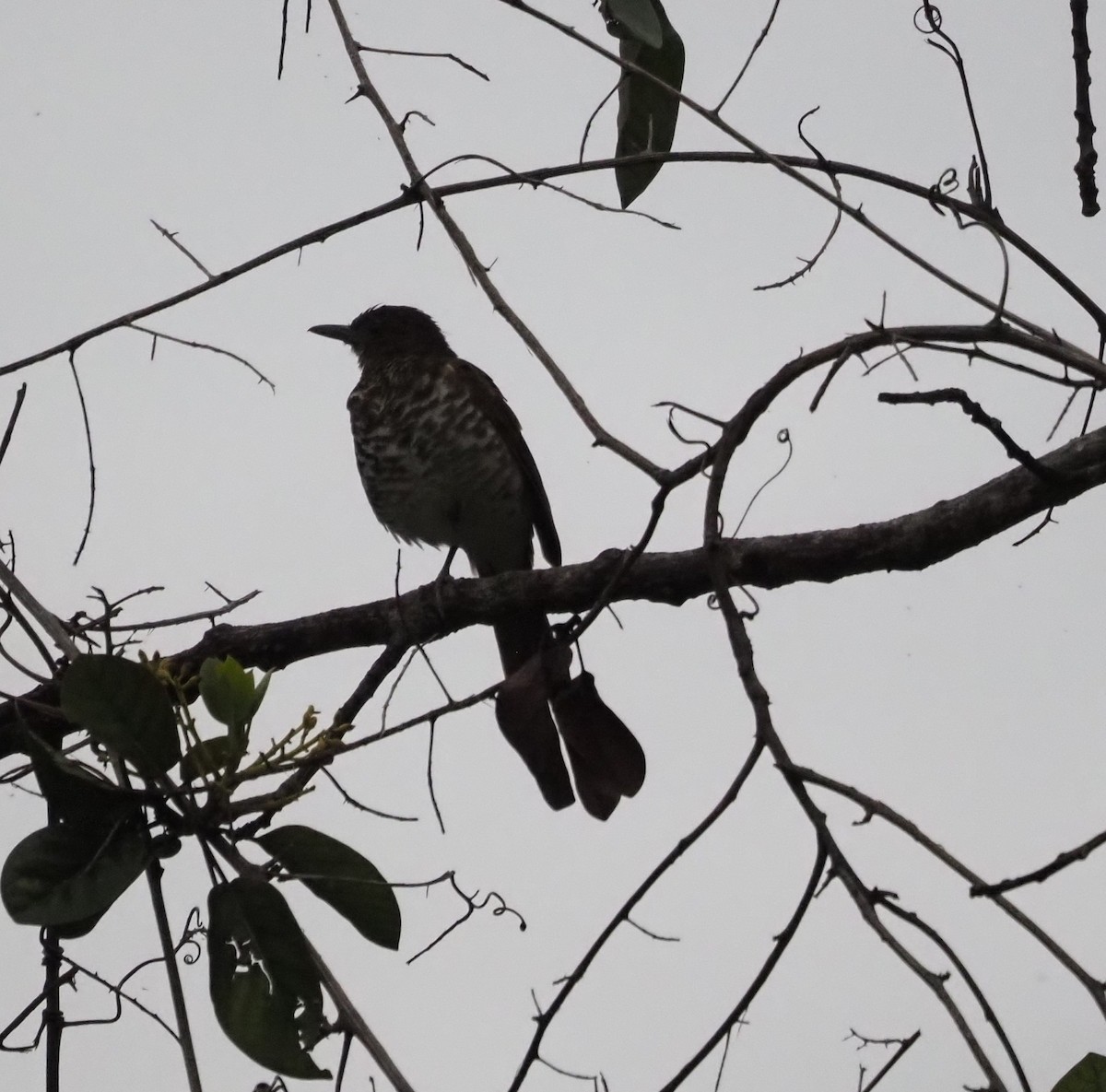 Marañon Thrush - ML635104253
