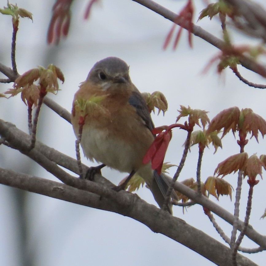 Eastern Bluebird - ML635104357