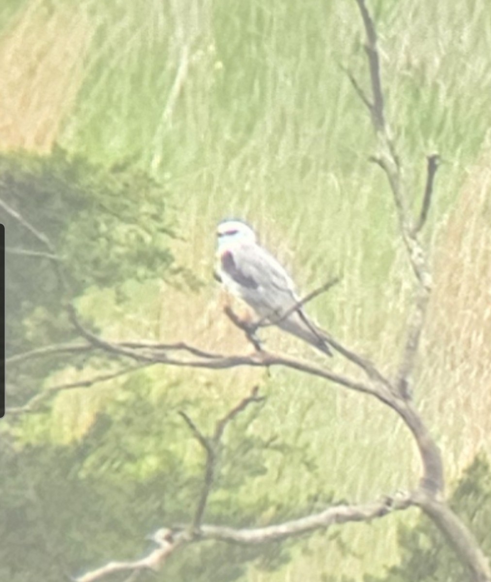White-tailed Kite - ML635104427