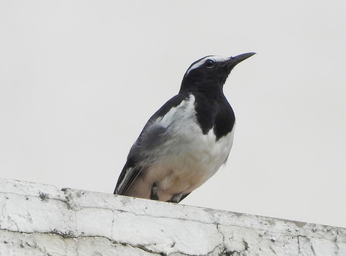 White-browed Wagtail - ML635104430