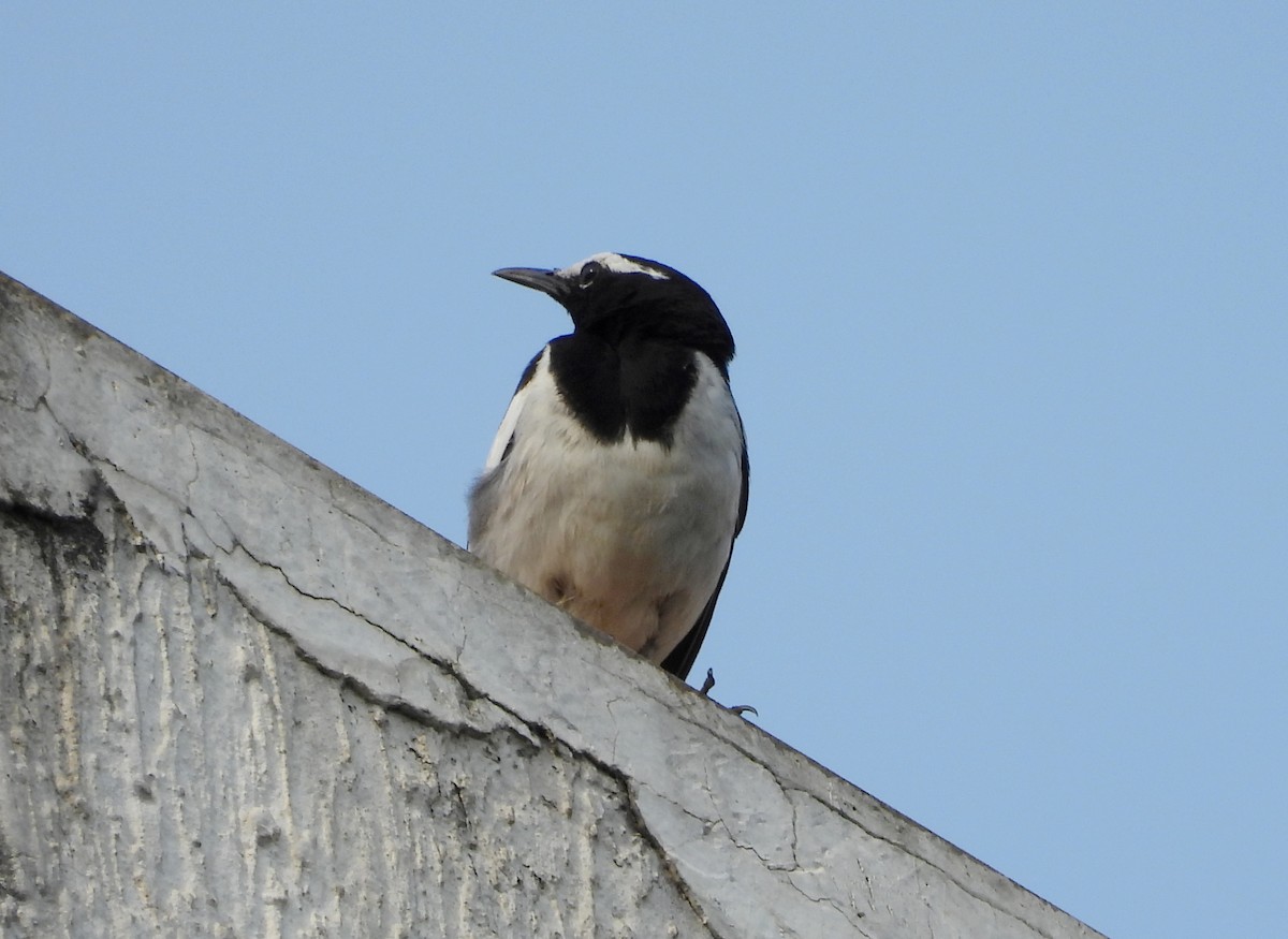 White-browed Wagtail - ML635104431