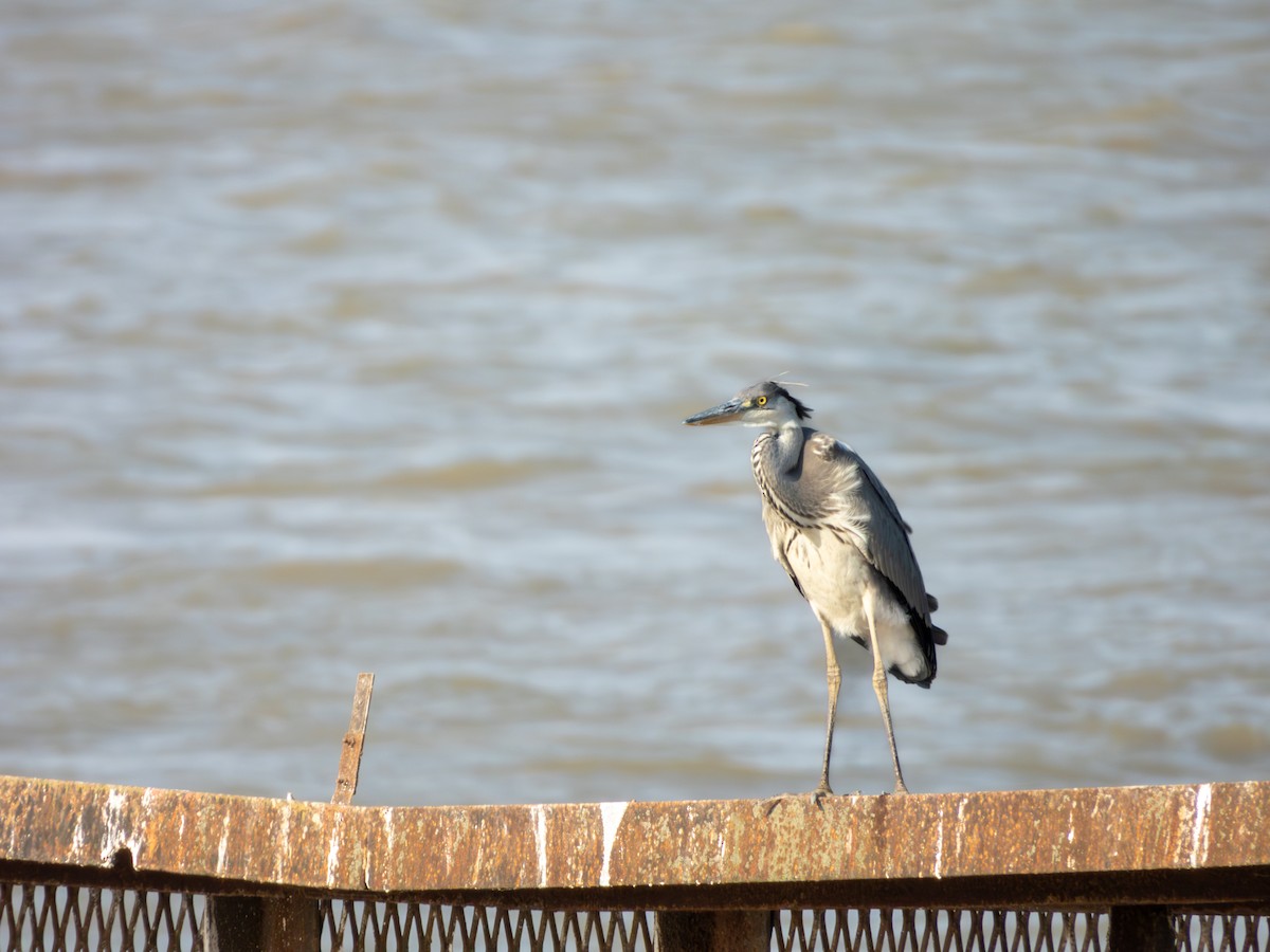 Gray Heron - ML635104452