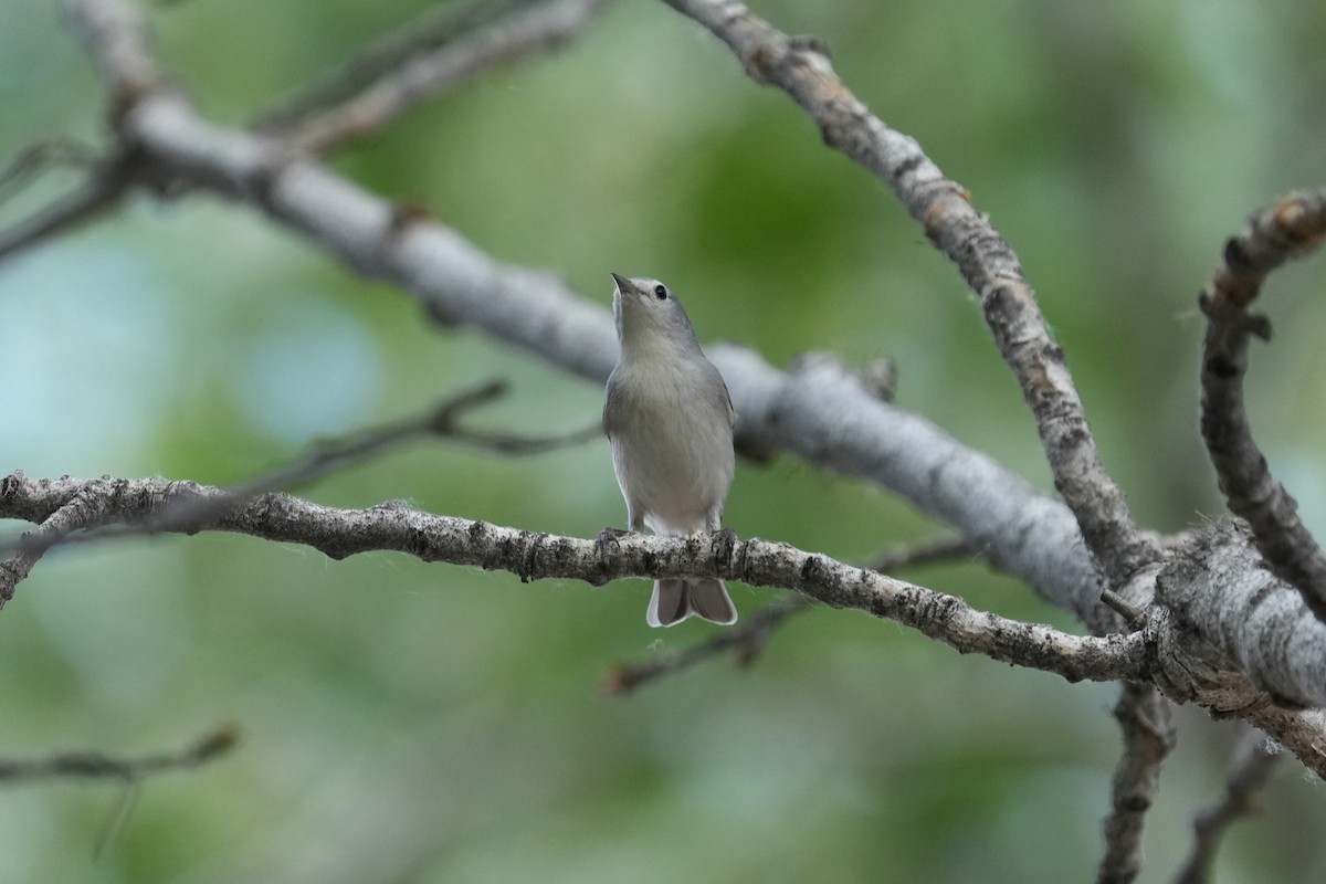 mesquiteparula - ML635104455