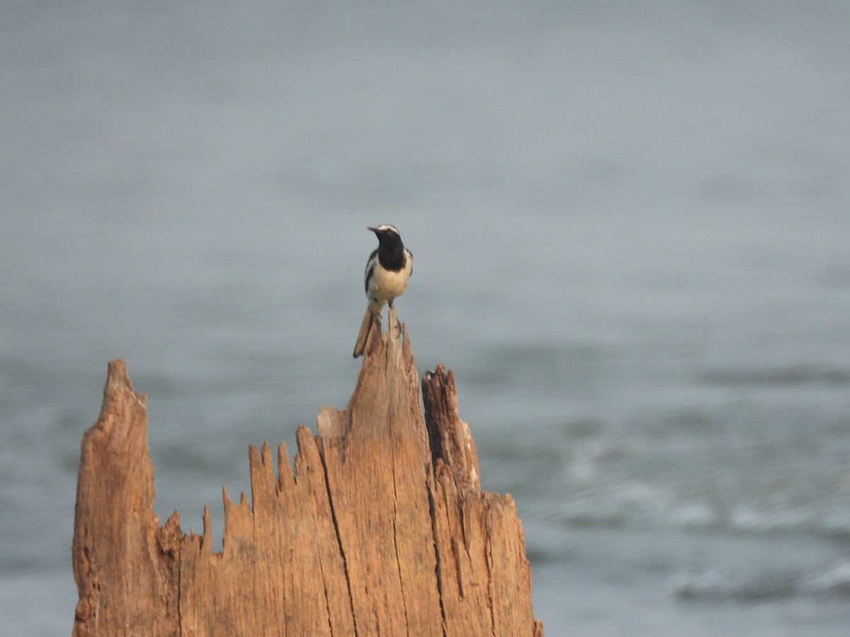 White-browed Wagtail - ML635104457