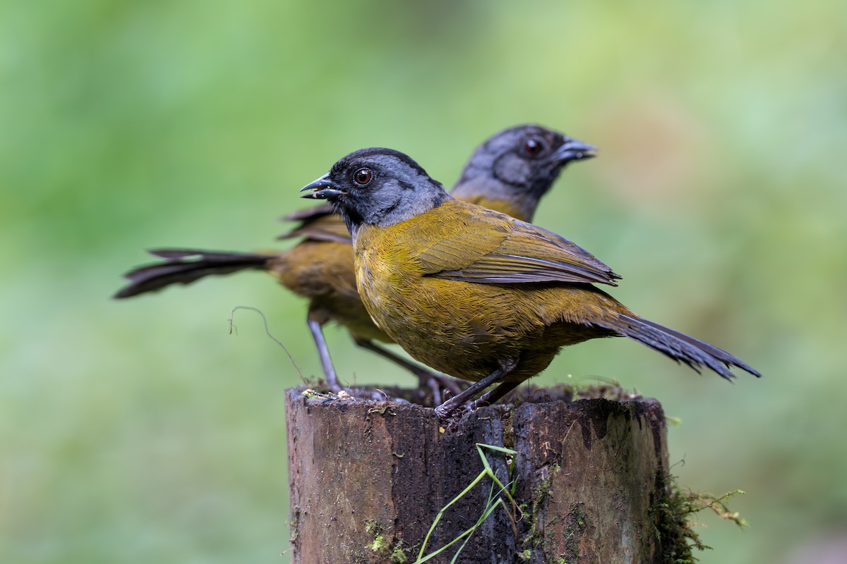Tohi à grands pieds - ML635104458