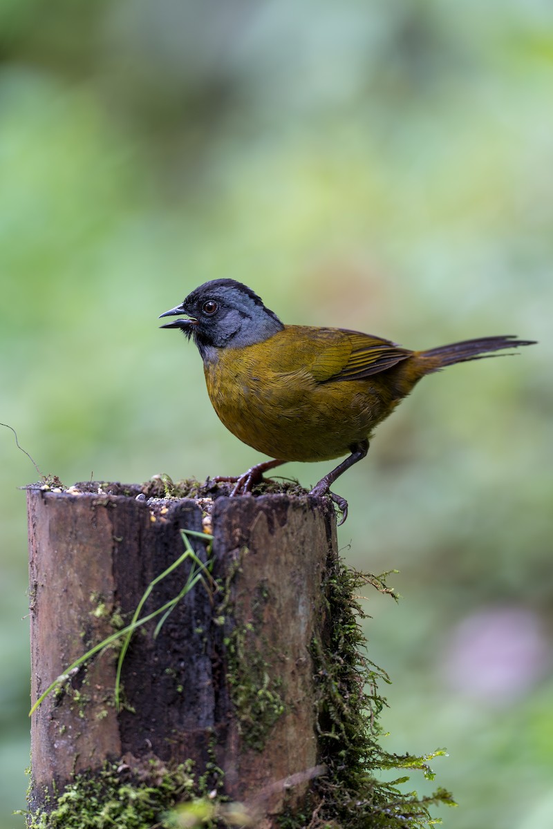 Tohi à grands pieds - ML635104460