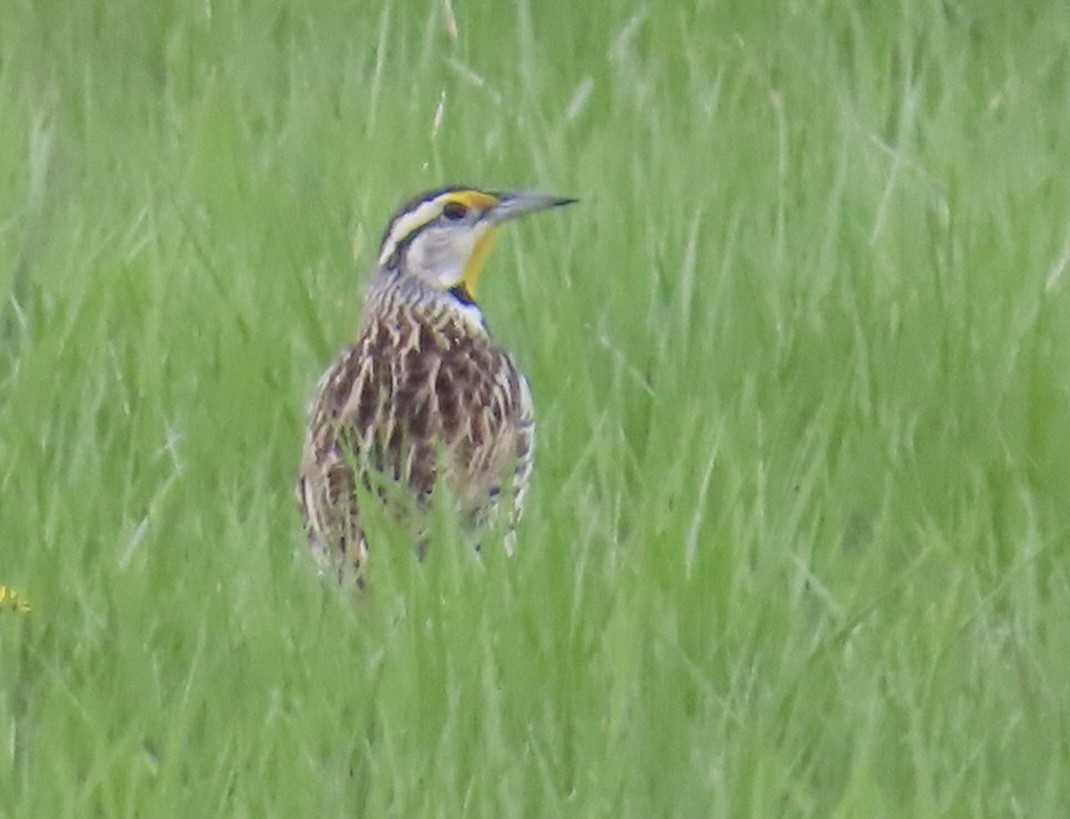 Eastern Meadowlark - ML635104474