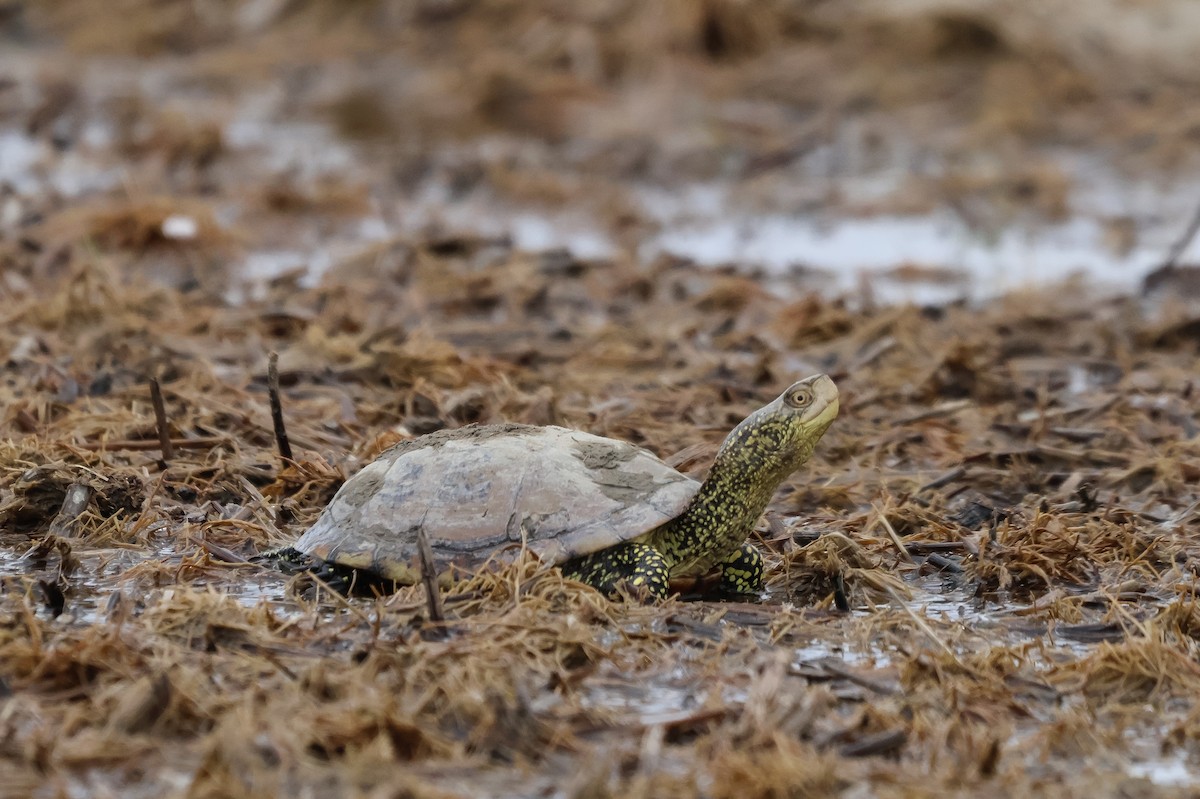 European Pond Turtle - ML635104535