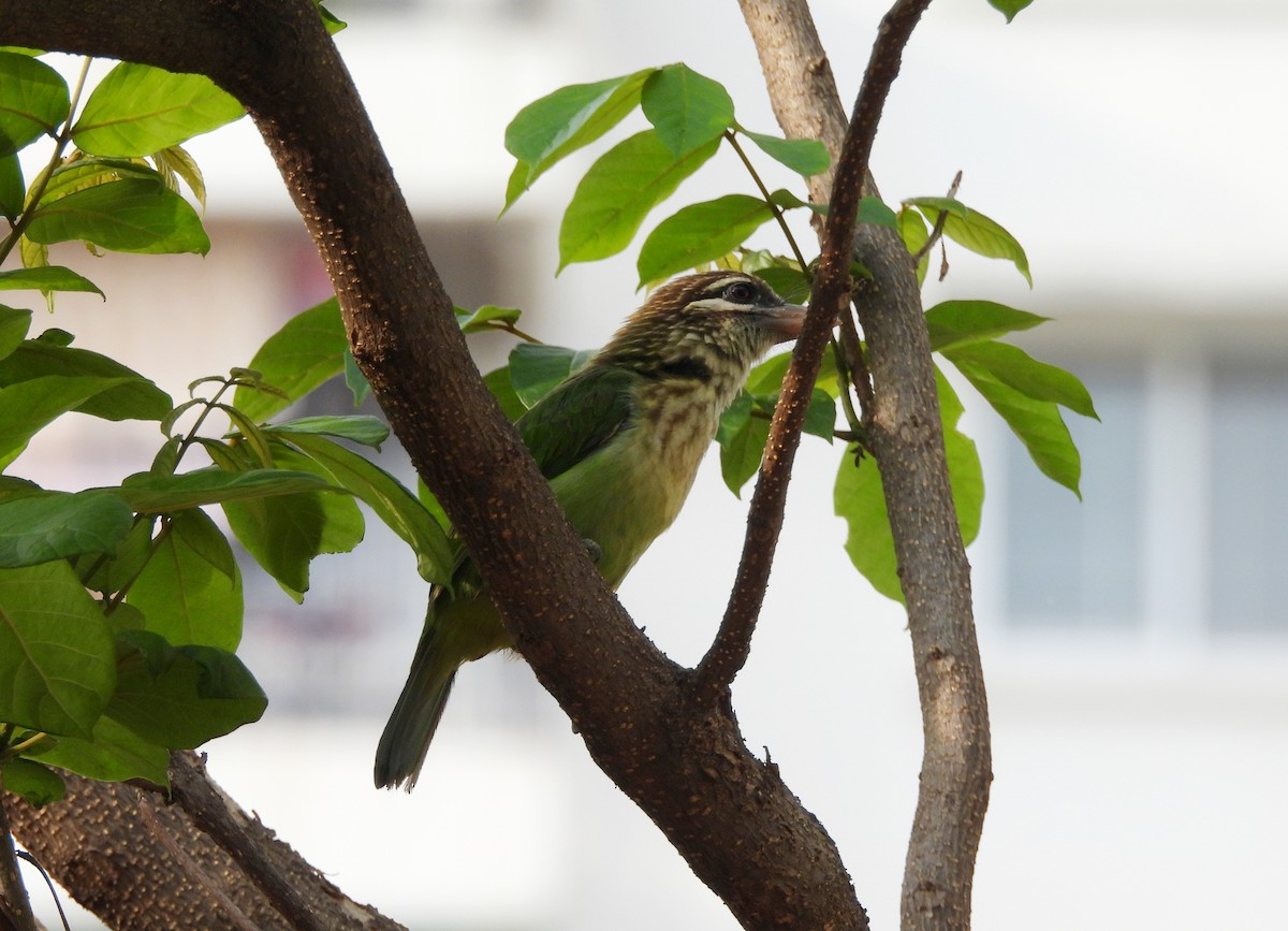 Grünbartvogel - ML635104573