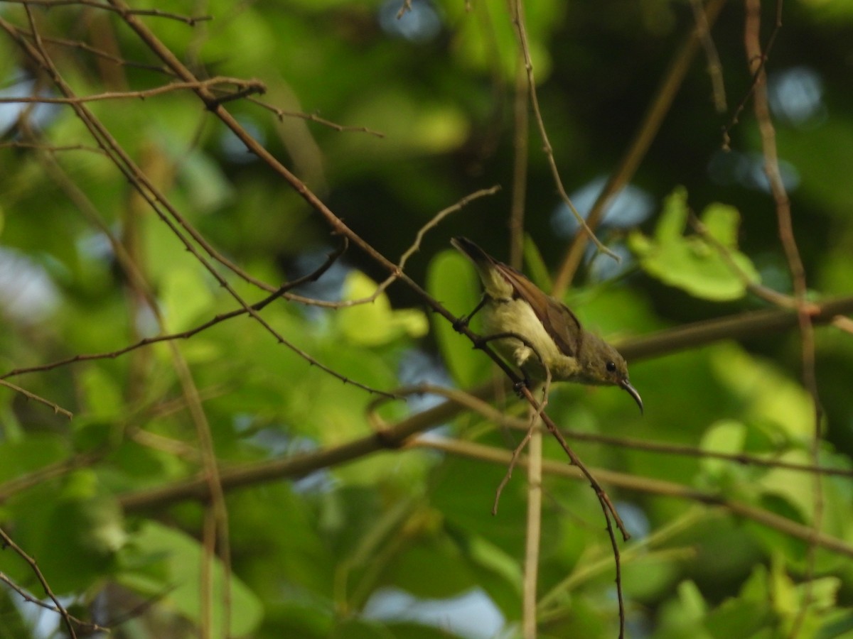 Crimson-backed Sunbird - ML635104587