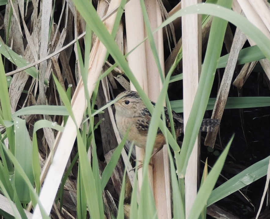 Sedge Wren - ML635104679