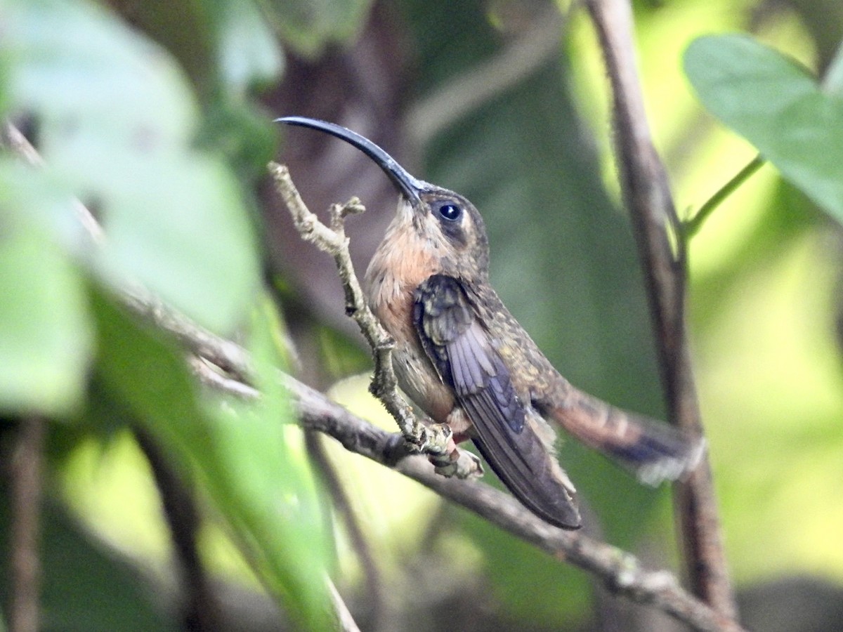 Bronzy Hermit - ML635104901
