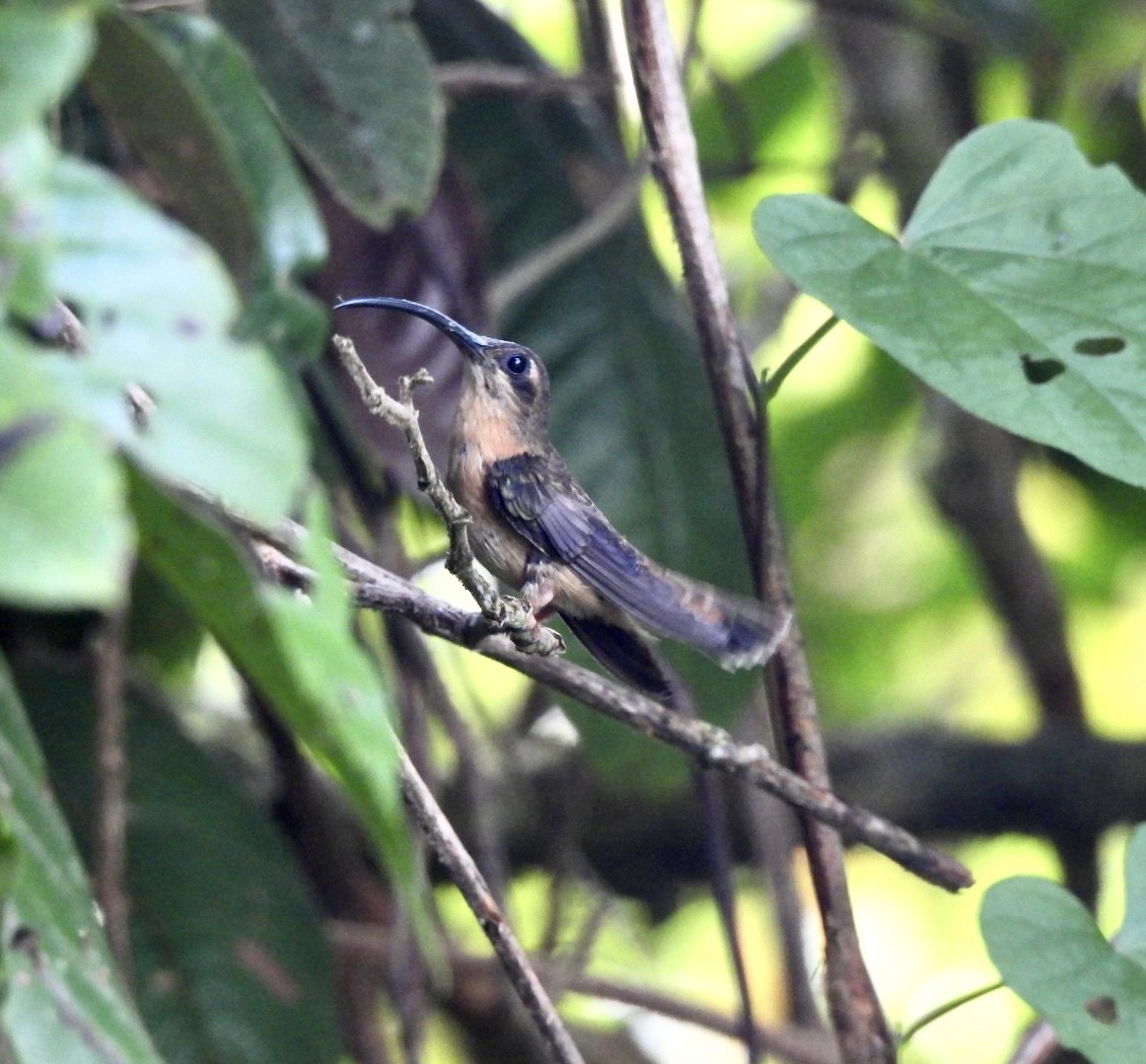 Bronzy Hermit - ML635104902