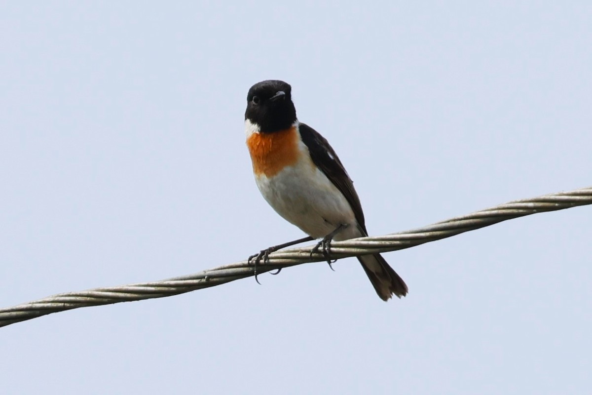 White-tailed Stonechat - ML635104976
